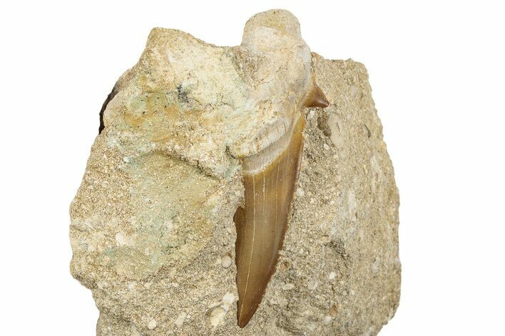 Large Otodus Shark Tooth Fossil in Rock - Morocco #273649